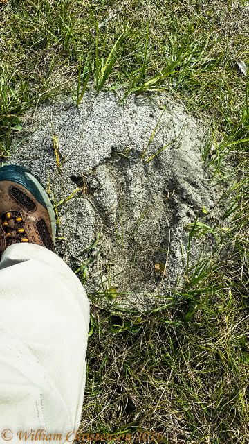 Gator Track and Boot-1