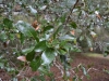 Live oak (Quercus virginiana)