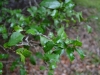 American holly (Ilex opaca)