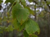 Flowering dogwood (Cornus florida)