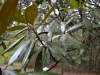 Southern magnolia (Magnolia grandiflora)