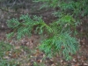 Red cedar (Juniperus virginiana)