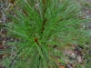 Loblolly pine (Pinus taeda)