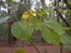 American basswood (Tilia americana)