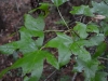 Sweet gum (Liquidambar stryraciflua)