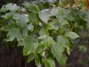 Red maple (Acer rubrum)