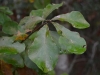 Water oak (Quercus nigra)