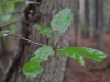 Sour gum (Nyssa sylvatica)