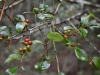 Youpon holly (Ilex vomitaria)