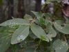 Mockernut hickory (Carya tomentosa)