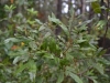 Common wax myrtle (Myrica cerifera)
